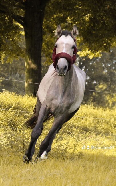 Cruzado Jährling, Shirin Sahin, Horses For Sale, Altenstadt , Image 2