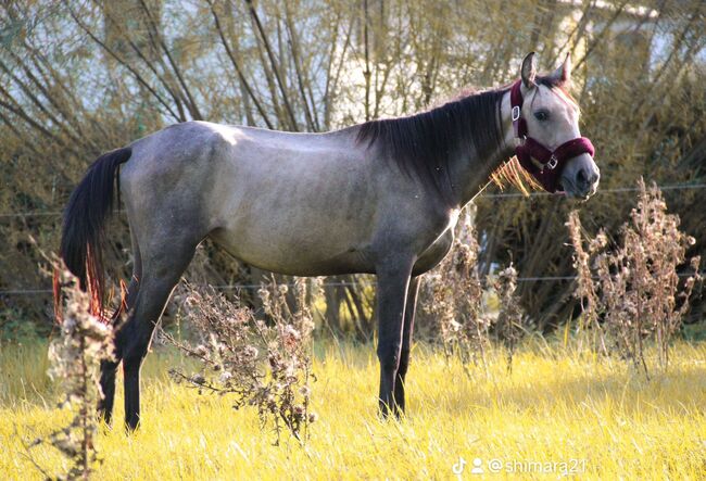 Cruzado Jährling, Shirin Sahin, Horses For Sale, Altenstadt , Image 4