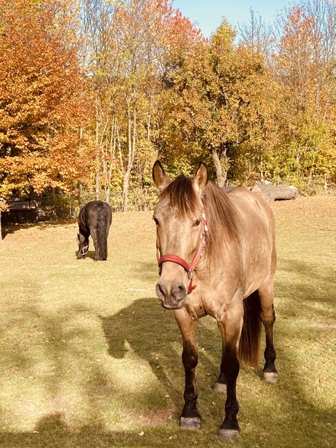 Cruzado Wallach 7J. zu verkaufen, Barbara , Horses For Sale, Schönherrn, Image 3