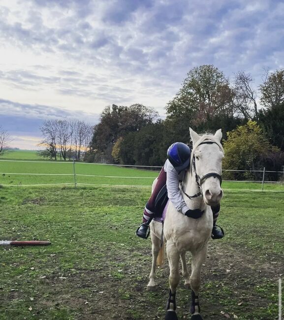 Cruzado Wallach, Hannah Kuske, Horses For Sale, Staßfurt, Image 5