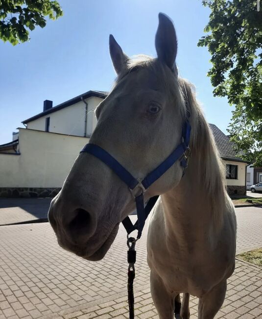 Cruzado Wallach, Hannah Kuske, Horses For Sale, Staßfurt, Image 3