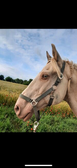 Cruzado Wallach, Hannah Kuske, Horses For Sale, Staßfurt, Image 6