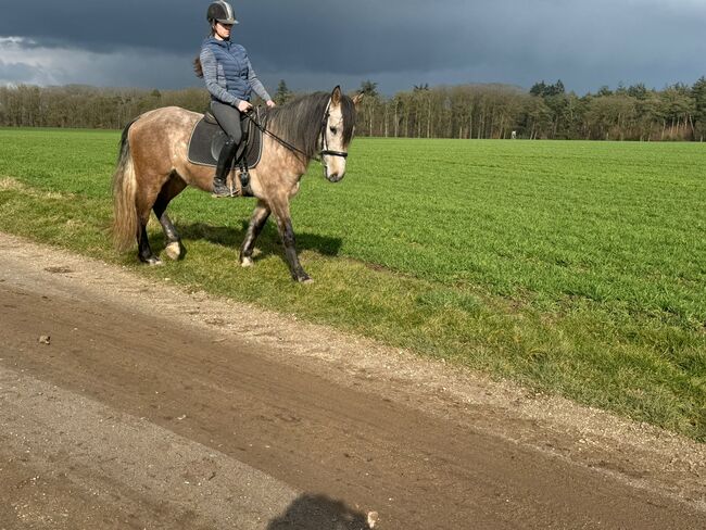 Cruzado Wallach, Elisabeth , Horses For Sale, Weeze, Image 4