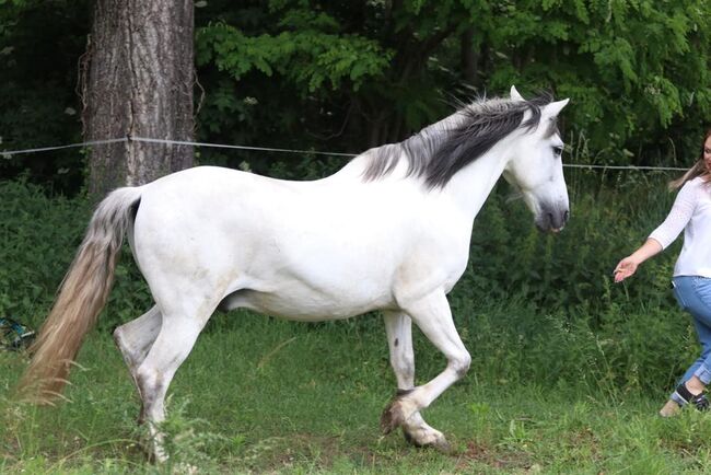 Cruzado Beisteller, Stephanie , Horses For Sale, Neundorf (Anhalt), Image 2