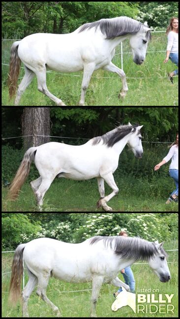 Cruzado Beisteller, Stephanie , Horses For Sale, Neundorf (Anhalt), Image 4