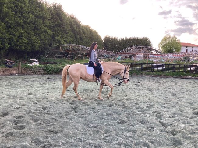 Cruzado Spanier Dringend, Stephanie , Horses For Sale, Neundorf (Anhalt), Image 3