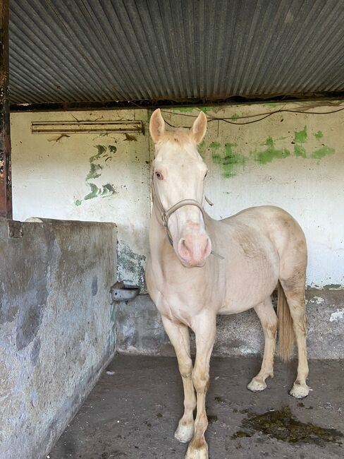 Cruzado Spanier Dringend, Stephanie , Horses For Sale, Neundorf (Anhalt), Image 2