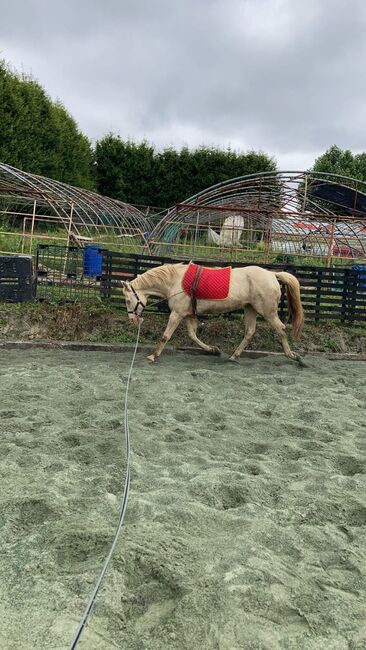 Cruzado Wallach, Hannah Kuske, Horses For Sale, Staßfurt, Image 8