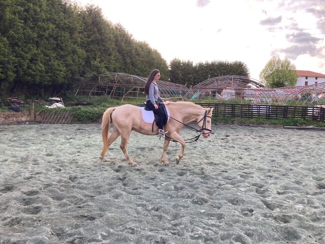 Cruzado Wallach, Hannah Kuske, Horses For Sale, Staßfurt, Image 9