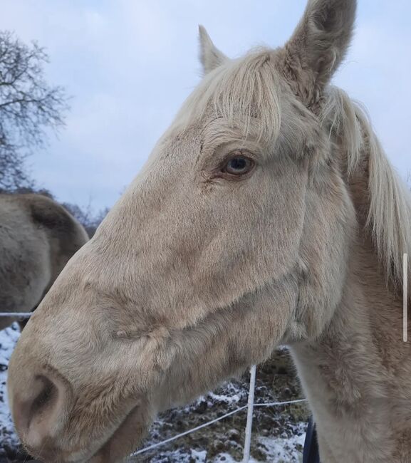 Cruzado Wallach, Hannah Kuske, Horses For Sale, Staßfurt, Image 2