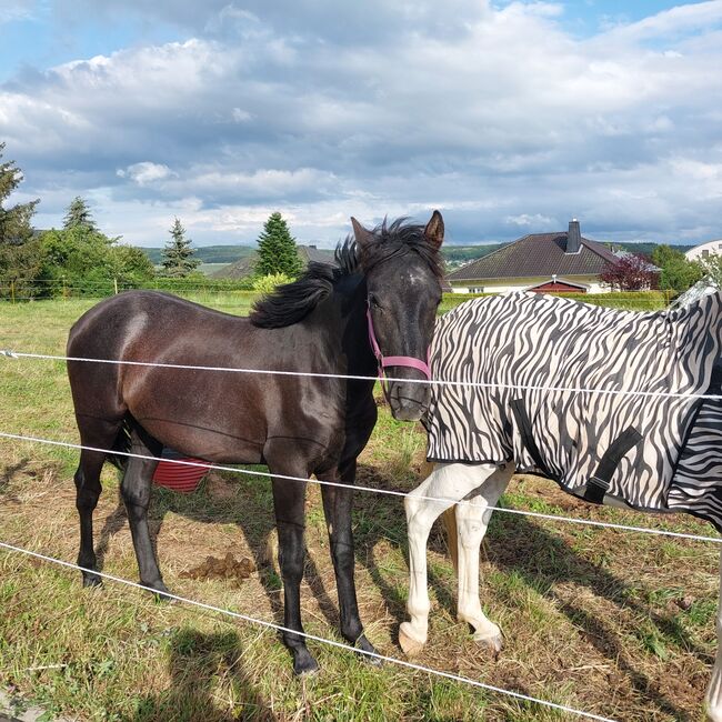 Cruzado Jährling, Bianca, Horses For Sale, Bundenbach