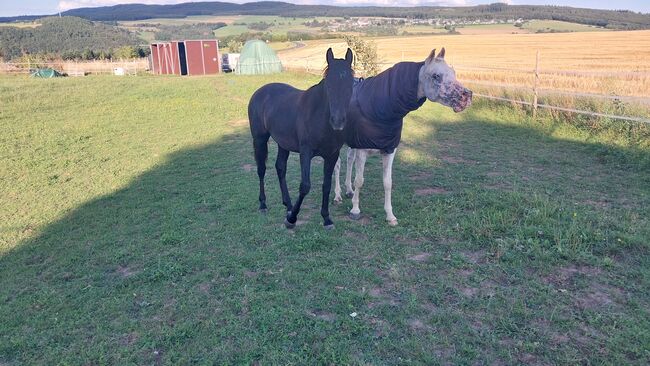 Cruzado Jährling, Bianca, Horses For Sale, Bundenbach, Image 2