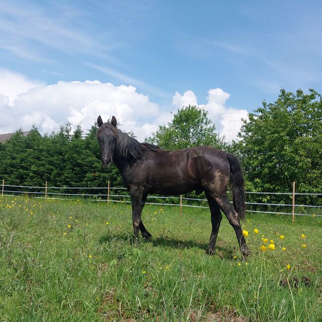 Cruzado Jährling, Bianca, Horses For Sale, Bundenbach, Image 3