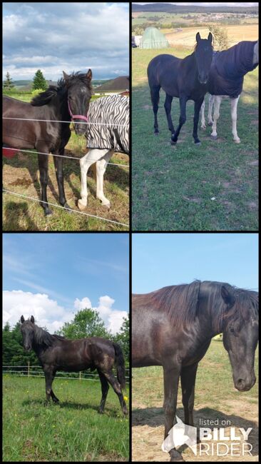 Cruzado Jährling, Bianca, Horses For Sale, Bundenbach, Image 14