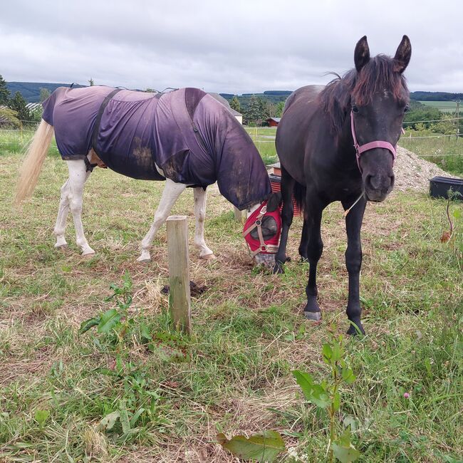 Cruzado Jährling, Bianca, Horses For Sale, Bundenbach, Image 7