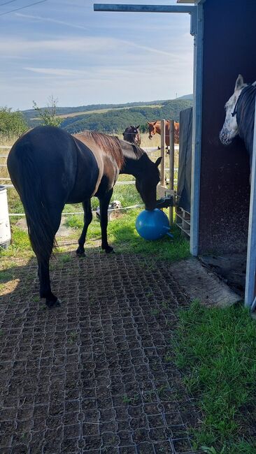 Cruzado Jährling, Bianca, Horses For Sale, Bundenbach, Image 8