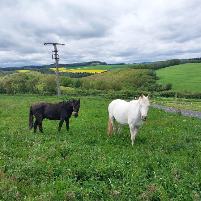 Cruzado Jährling, Bianca, Horses For Sale, Bundenbach, Image 9