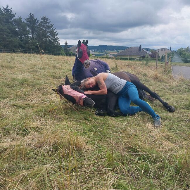 Cruzado Jährling, Bianca, Horses For Sale, Bundenbach, Image 11