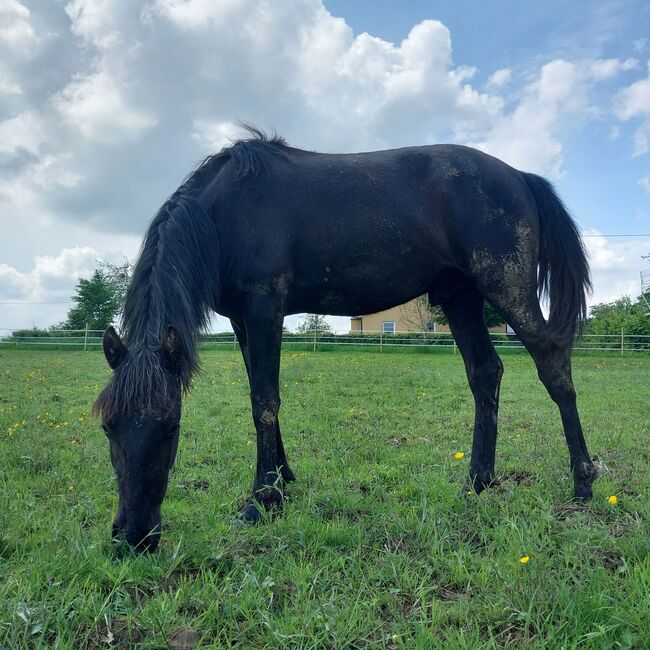 Cruzado Jährling, Bianca, Horses For Sale, Bundenbach, Image 12