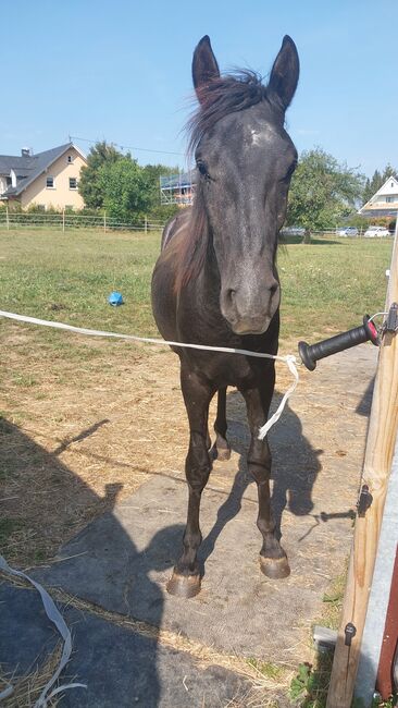 Cruzado Jährling, Bianca, Horses For Sale, Bundenbach, Image 13