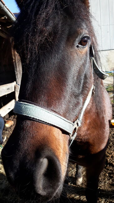 Cruzadowallach, Ellen Westendorf , Horses For Sale, Röthenbach (Allgäu), Image 2