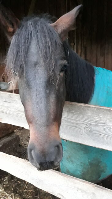 Cruzadowallach, Ellen Westendorf , Horses For Sale, Röthenbach (Allgäu), Image 3