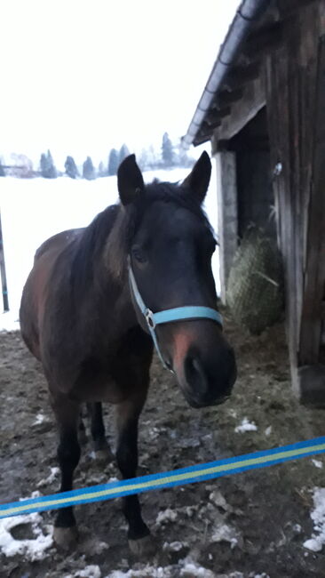 Cruzadowallach, Ellen Westendorf , Horses For Sale, Röthenbach (Allgäu), Image 4