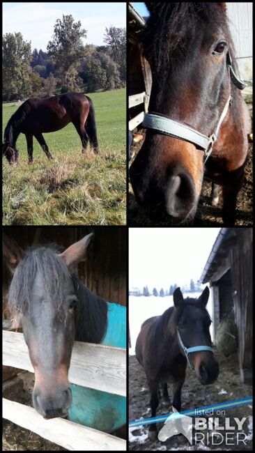 Cruzadowallach, Ellen Westendorf , Horses For Sale, Röthenbach (Allgäu), Image 8