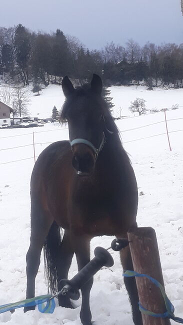 Cruzadowallach, Ellen Westendorf , Horses For Sale, Röthenbach (Allgäu), Image 5