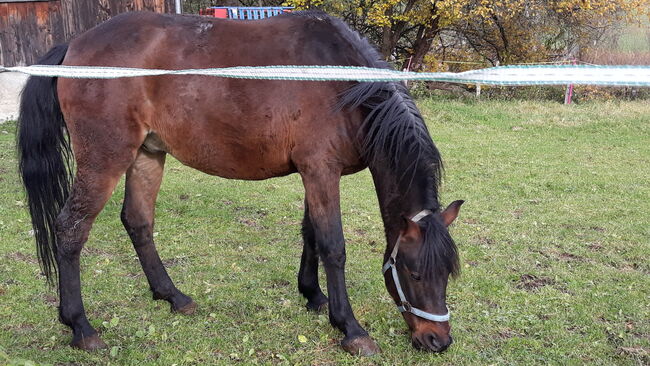 Cruzadowallach, Ellen Westendorf , Horses For Sale, Röthenbach (Allgäu), Image 6