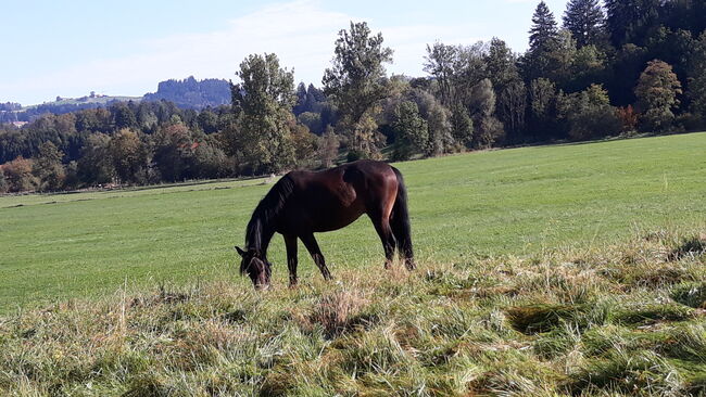 Cruzadowallach, Ellen Westendorf , Konie na sprzedaż, Röthenbach (Allgäu)