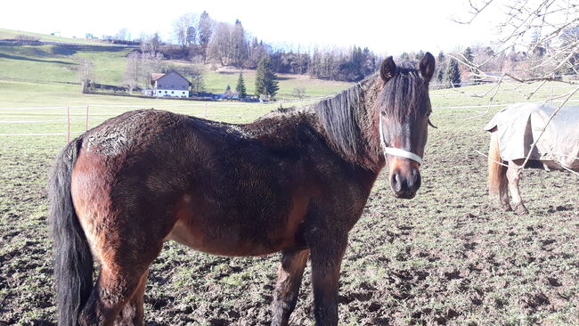 Cruzadowallach, Ellen Westendorf , Konie na sprzedaż, Röthenbach (Allgäu), Image 7