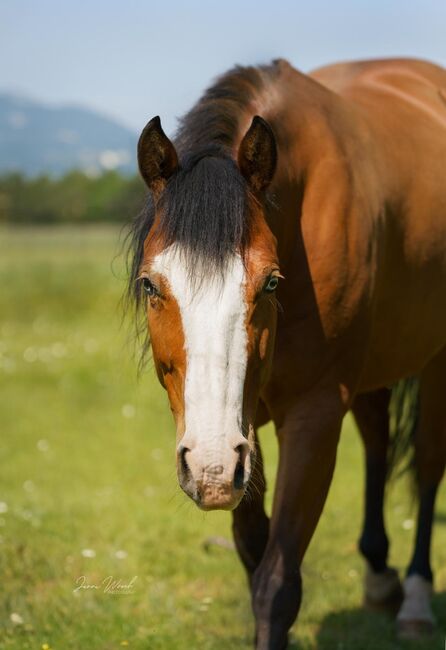 CS Fox My Gun, Kerstin Rehbehn (Pferdemarketing Ost), Horses For Sale, Nienburg, Image 4