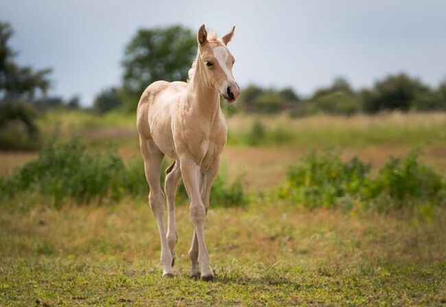 CS Fox My Gun, Kerstin Rehbehn (Pferdemarketing Ost), Horses For Sale, Nienburg, Image 3