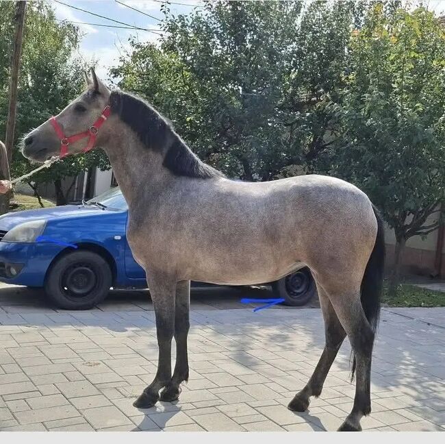 Csabacsűd tanya 410, Sári, Horses For Sale, Csabacsűd 