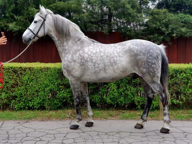 Csuti neues zu Hause, Nagy Horses , Pferd kaufen, Mezőberény 