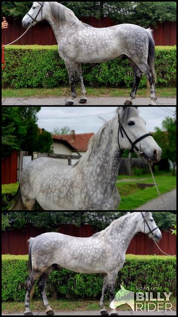 Csuti neues zu Hause, Nagy Horses , Horses For Sale, Mezőberény , Image 4