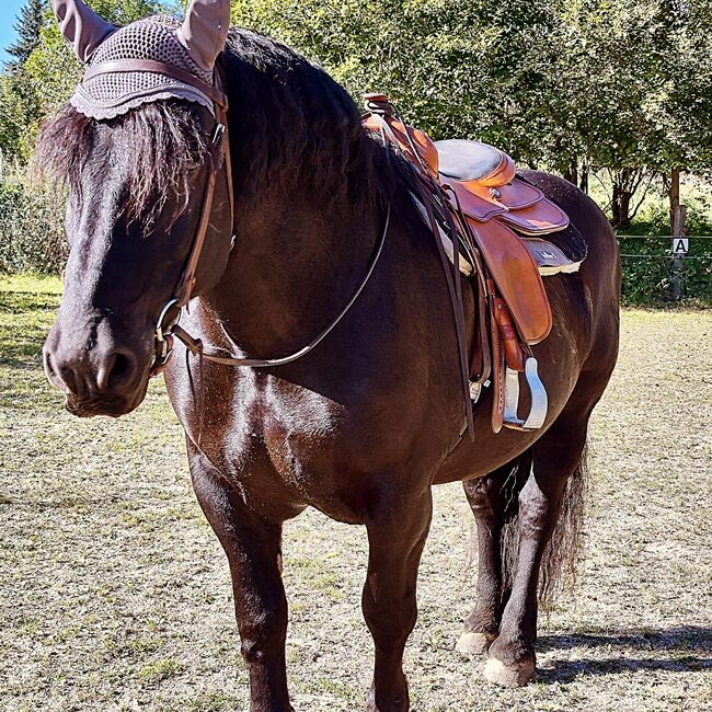 Schmuse Bär, Soboll Anja , Horses For Sale, Halfing