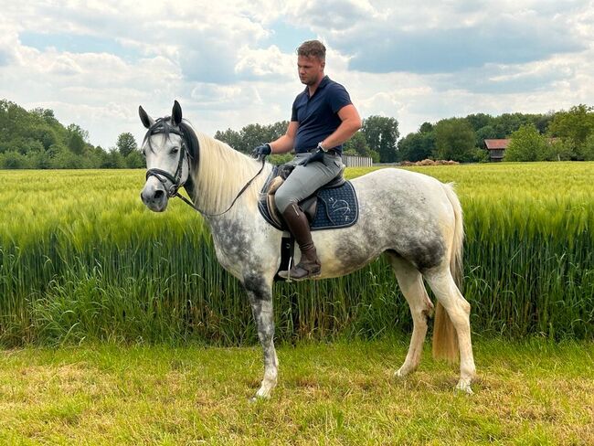 Verschmuste Paint-Mix Stute in Sonderfarbe, Sport- und Freizeitpferde Fuchs, Horses For Sale, Ellgau, Image 9