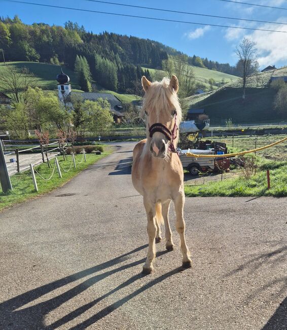 Mähnenwunder Simba, Lisa, Konie na sprzedaż, Neukirchen, Image 2