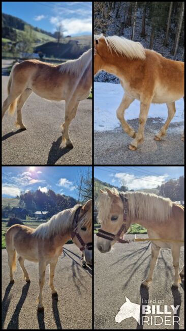 Mähnenwunder Simba, Lisa, Konie na sprzedaż, Neukirchen, Image 9