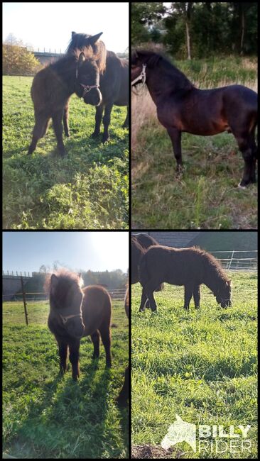 Süßes Hengstfohlen sucht neues Zuhause, Anna, Horses For Sale, Ortrand, Image 8