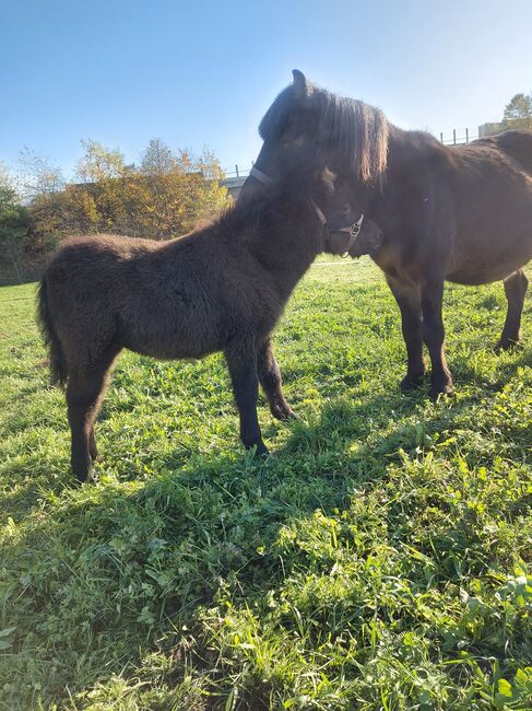 Süßes Hengstfohlen sucht neues Zuhause, Anna, Horses For Sale, Ortrand, Image 2