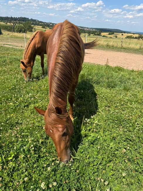 Niedlicher, cooler Wimpys Little Step/Smart Spook Enkel, Kerstin Rehbehn (Pferdemarketing Ost), Horses For Sale, Nienburg, Image 3