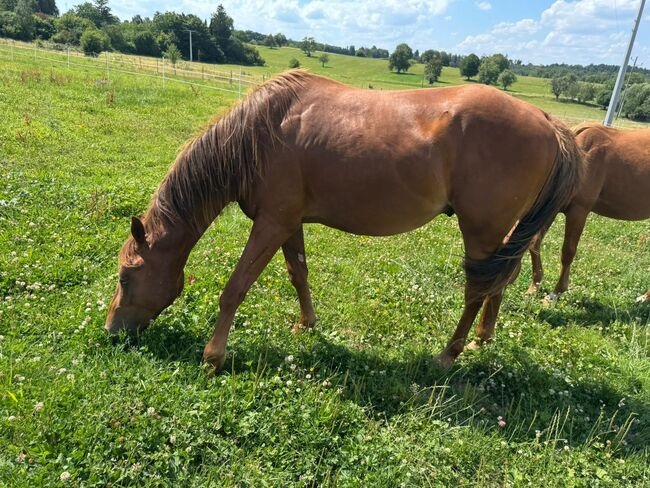 Niedlicher, cooler Wimpys Little Step/Smart Spook Enkel, Kerstin Rehbehn (Pferdemarketing Ost), Horses For Sale, Nienburg, Image 4