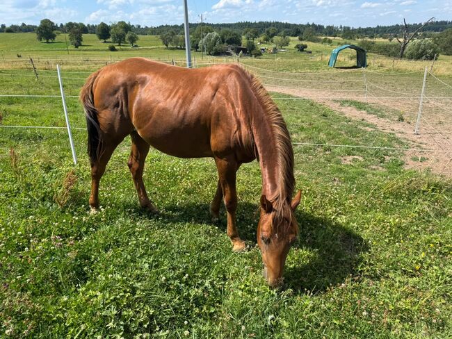 Niedlicher, cooler Wimpys Little Step/Smart Spook Enkel, Kerstin Rehbehn (Pferdemarketing Ost), Horses For Sale, Nienburg, Image 6