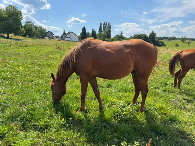 Niedlicher, cooler Wimpys Little Step/Smart Spook Enkel, Kerstin Rehbehn (Pferdemarketing Ost), Horses For Sale, Nienburg, Image 5
