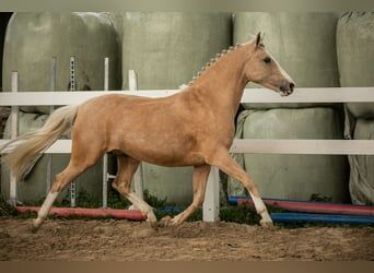 Süßer DRP Wallach sucht ein neues Zuhause, Selina Krüger, Horses For Sale, Berlin, Image 2