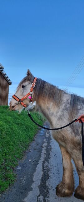 Süße Mini Tinker Stute, Jenny, Horses For Sale, Velbert, Image 3