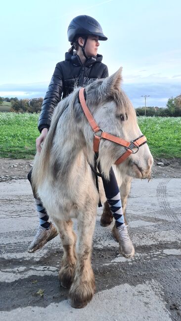 Süße Mini Tinker Stute, Jenny, Horses For Sale, Velbert, Image 4